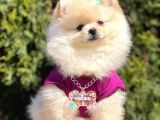 Ayı Surat Teddy Bear Boo Pomeranian Yavrular