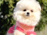 Safkan Teddy Face Pomeranian Boo Yavrularımız
