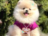 Ayı Surat Teddy bear Boo Pomeranian Yavrular
