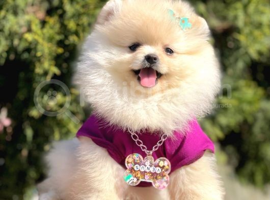 Ayı Surat Teddy Bear Boo Pomeranian Yavrular
