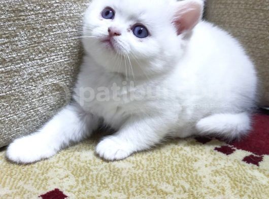 Blue Point Dişiler görsel