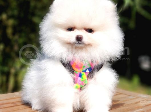 Teddy Face Pomeranian Boo Yavrularımız görsel