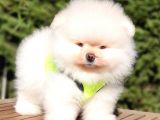 Teddy Face Pomeranian Boo Yavrularımız