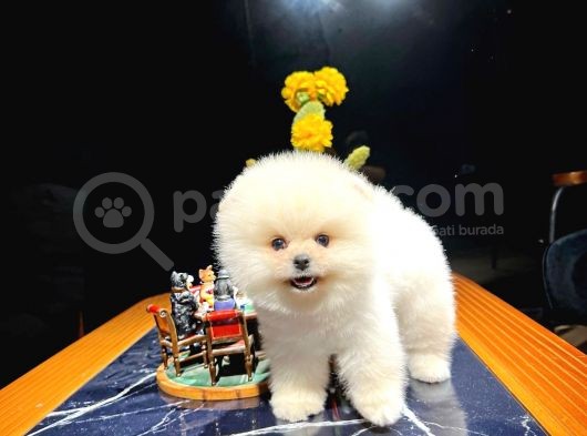 Ayı Surat Pomeranian Boo Yavrularımız görsel