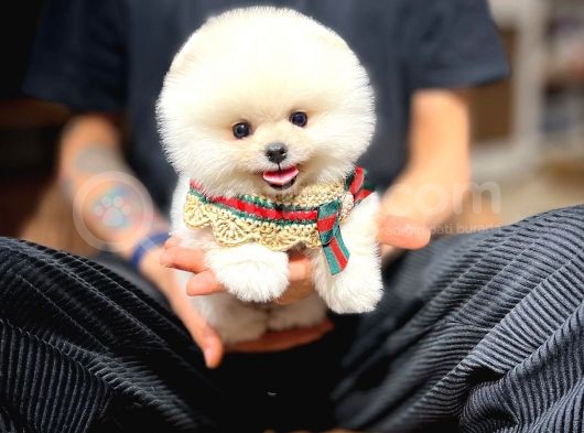 Ayı Surat Pomeranian Boo Yavrularımız görsel