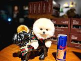 Ayı Surat Pomeranian Boo Yavrularımız