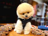Ayı Surat Pomeranian Boo Yavrularımız