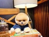 Ayı Surat pomeranian Boo Yavrularımız