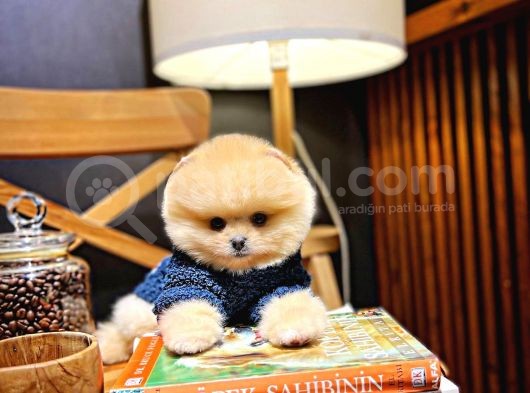 Ayı Surat Pomeranian Boo Yavrularımız