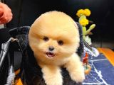 Ayı Surat Pomeranian Boo Yavrularımız
