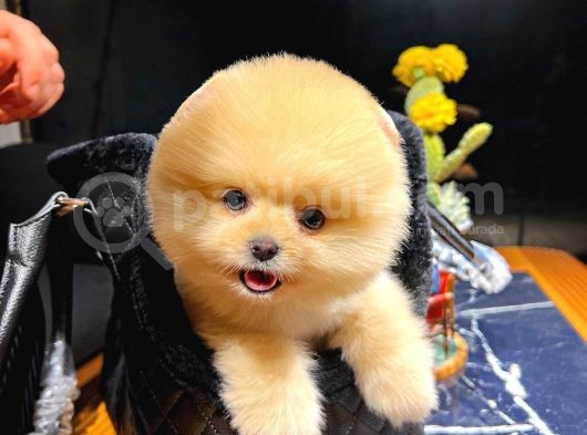 Ayı Surat Pomeranian Boo Yavrularımız görsel
