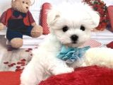 Sevimli Mini Boy Maltese Yavrular
