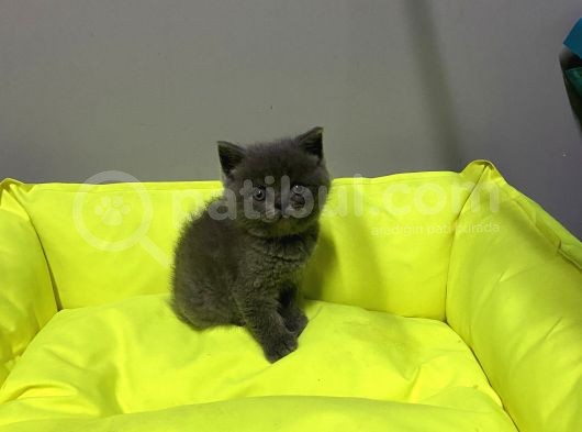 Scottish Straight Baby Face görsel