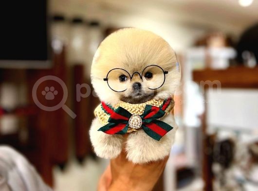 Birbirinden Güzel Irk Garantili Belgeli Pomeranian Boo Yavrularımız