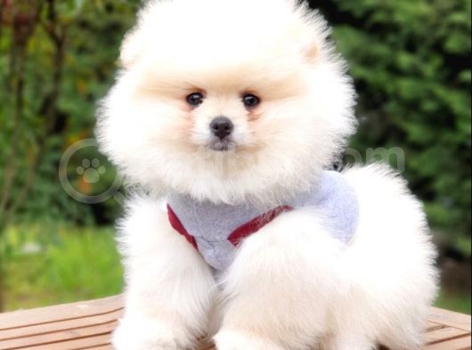 Pomeranian Boo Teddy Bear Yavrular görsel