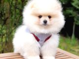 Pomeranian Boo Teddy Bear Yavrular