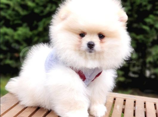 Pomeranian Boo Teddy Bear Yavrular görsel