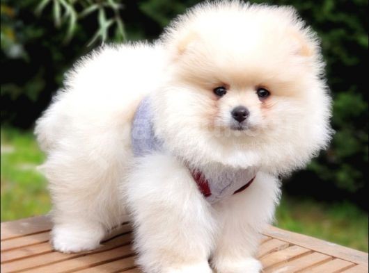 Pomeranian Boo Teddy Bear Yavrular görsel