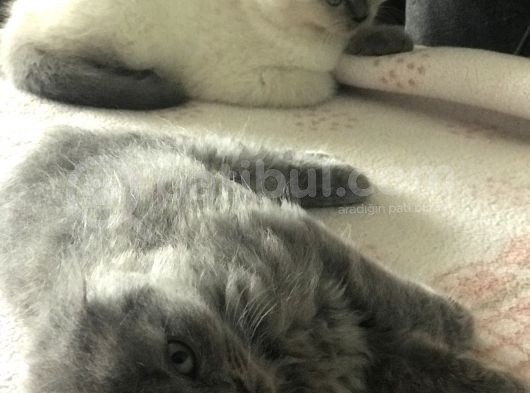 Scottish Fold Yarvru Kedilerimiz görsel