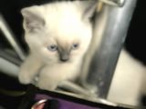 Scottish Fold Yarvru Kedilerimiz