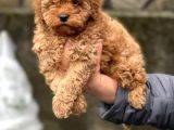 Toy Poodle Di̇şi̇ Yavrumuz