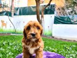 Toy Dodle Yavrumuz
