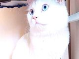 British Shorthair Beyaz Erkek Çiftleştirme