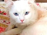 British Shorthair Beyaz Erkek Çiftleştirme