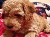 Safkan Toypoodle