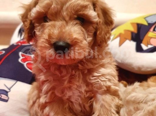 Safkan Toypoodle görsel