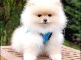 Satılık Pomeranian Boo Teddy Bear Yavrular  