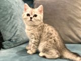Chinchilla & British Güzeli Yavrular
