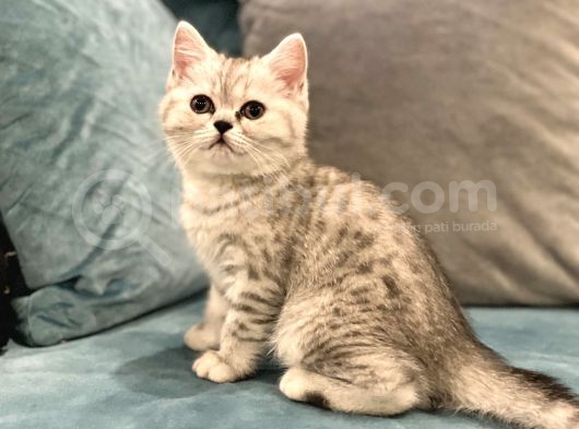 Chinchilla & British Güzeli Yavrular görsel