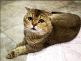 Golden Scottish Fold Erkek Kedilerimiz