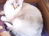 Golden Scottish Fold Erkek Kedilerimiz