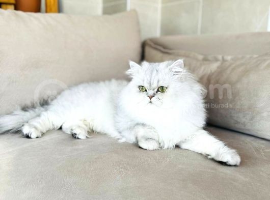 Chinchilla & British Güzeli Yavrular görsel