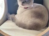 Acil!!!! British Shorthair Blue Point