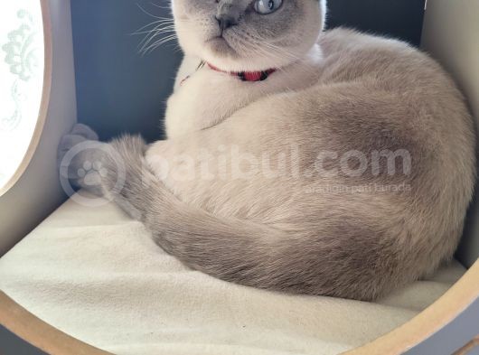 Acil!!!! British Shorthair Blue Point görsel