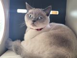 Acil!!!! British Shorthair Blue Point