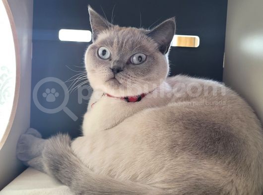 Acil!!!! British Shorthair Blue Point görsel