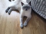 Acil!!!! British Shorthair Blue Point