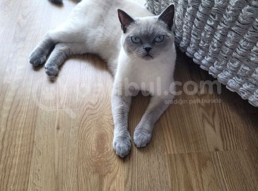 Acil!!!! British Shorthair Blue Point görsel