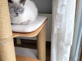 Acil!!!! British Shorthair Blue Point