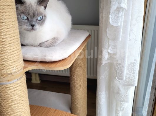 Acil!!!! British Shorthair Blue Point görsel