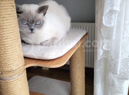 Acil!!!! British Shorthair Blue Point