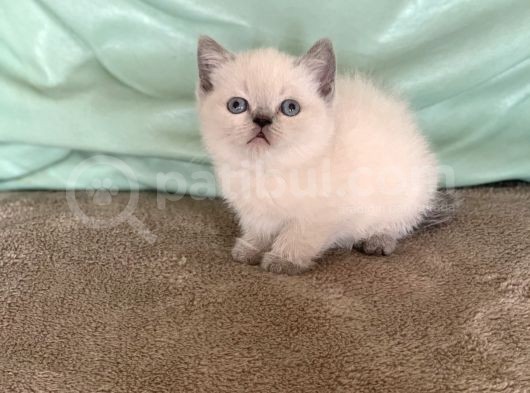 Safkan Bluepoi̇nt Bri̇ti̇sh Shorthai̇r