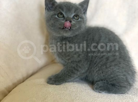 Orji̇nal Bri̇ti̇sh Shorthai̇r Yavrularimiz görsel
