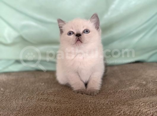 Safkan Bluepoi̇nt Bri̇ti̇sh Shorthai̇r görsel