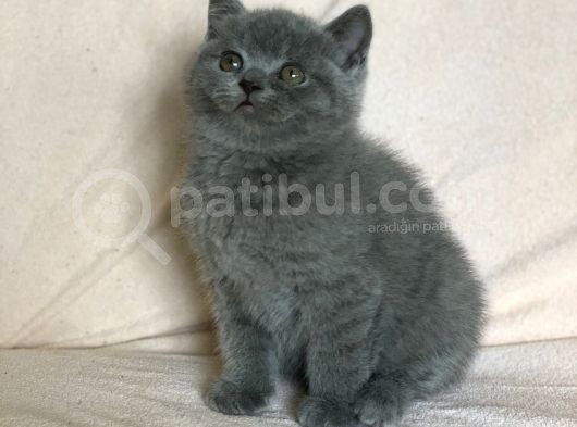 Orji̇nal Bri̇ti̇sh Shorthai̇r Yavrularimiz görsel