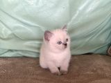 Safkan Bluepoi̇nt Bri̇ti̇sh Shorthai̇r